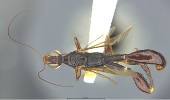 Media type: image;   Entomology 9051 Aspect: habitus dorsal view